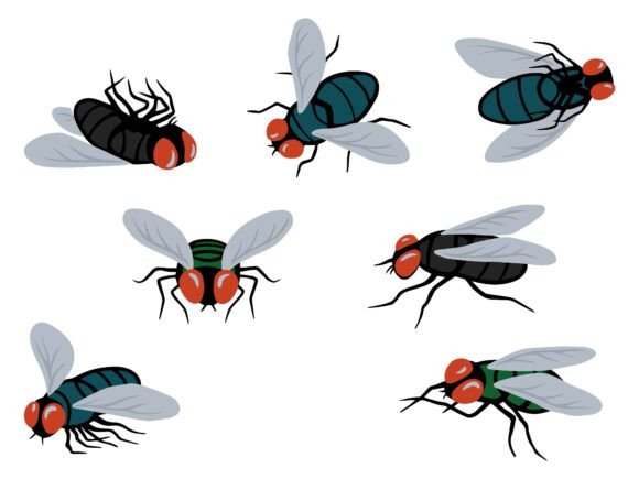 Blowfly Insect Animal Illustration