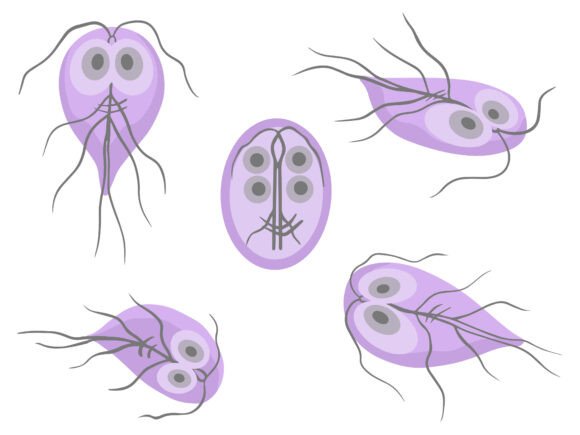 Giardia Lamblia Protozoa Worm Parasite