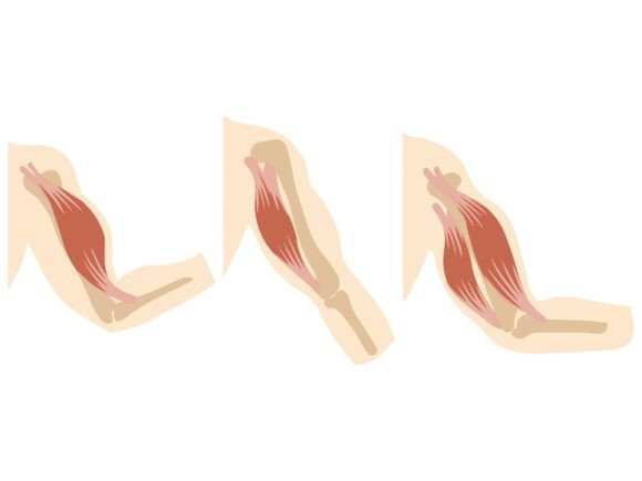 Human Muscle Anatomy Illustration