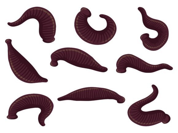 Leech Worm Illustration Review