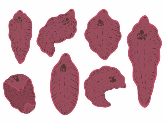 Liver Fluke Illustration