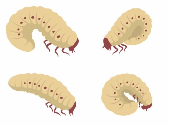 Maggot Sango Worm Illustration