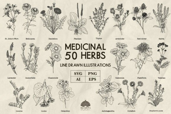 Medicinal Herbs Line Art Svg Png Vector