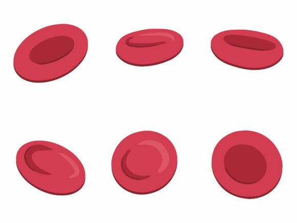 Red Blood Cell Erythrocytes