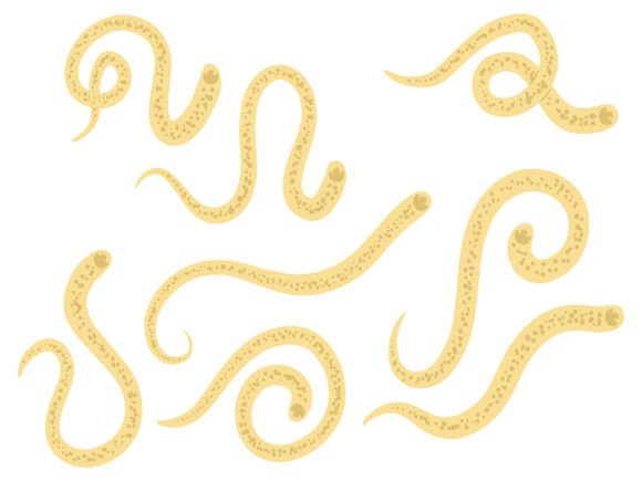 Worm Hookworm Parasite Illustration