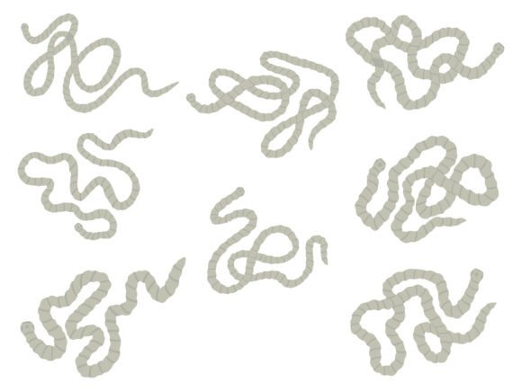 Worm Tapeworm Illustration